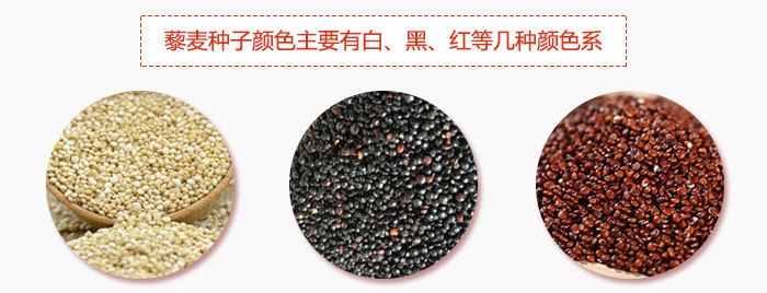 藜麥種子顏色主要有白、黑、紅等幾種顏色系，營(yíng)養(yǎng)成分相差不大，其中白色口感好，黑、紅色口感相對(duì)差些，籽粒也較小。