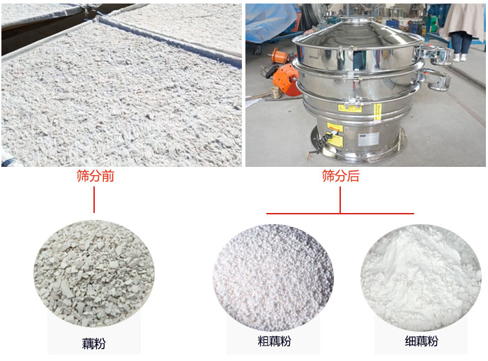 蓮藕淀粉曬干，采用304不銹鋼材質(zhì)藕粉振動篩篩分后前后對比效果圖展示。