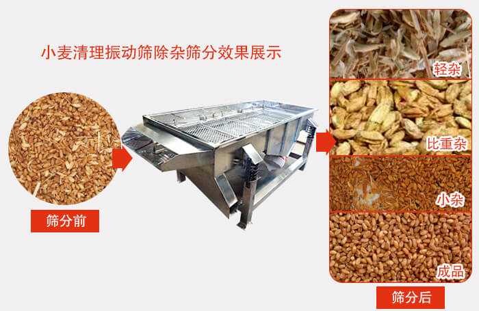 小麥清理振動(dòng)篩小麥篩分效果展示圖可同時(shí)篩分出輕雜，比重雜，小雜，成品等四個(gè)等級(jí)。